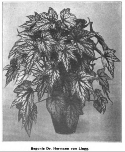 B. ‘Dr. Herman von Lingg’